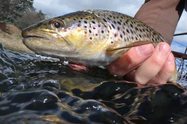 Conservation of Scottish Fish Species